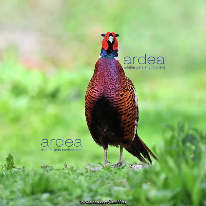 : Pheasant on a abuts land in a meadow at bird park : Pheasant on a abuts land in a meadow at bird park