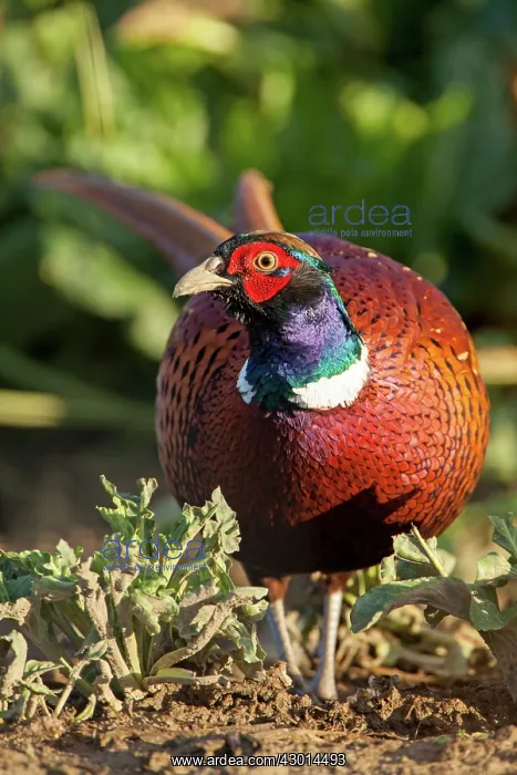  : Pheasant adult male in crop field winter