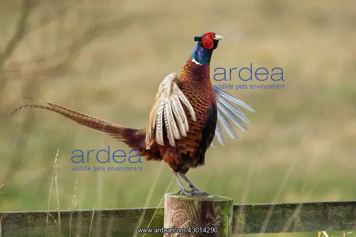  : Pheasant adult male on fence displaying winter