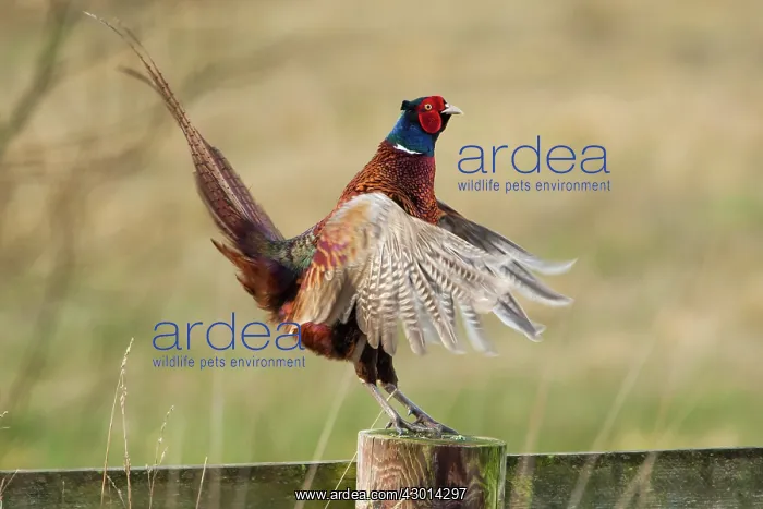 : Pheasant adult male on fence displaying winter : Pheasant adult male on fence displaying winter