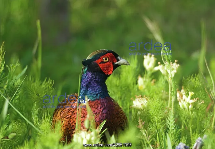 : Pheasant - adult male in long grass : Pheasant - adult male in long grass