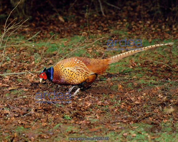  : Pheasant - in autumn woodland - UK