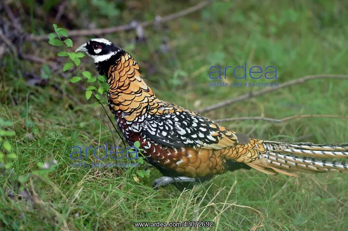 : Pheasant breeding unleashed on banks of the Loire : Pheasant breeding unleashed on banks of the Loire