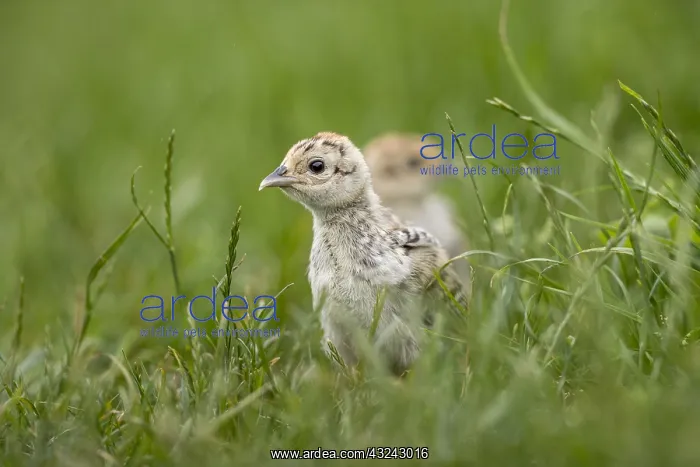 : Pheasant - Chick - Cambridgeshire - UK : Pheasant - Chick - Cambridgeshire - UK
