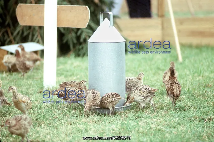 : PHEASANT - around chick feeder : PHEASANT - around chick feeder