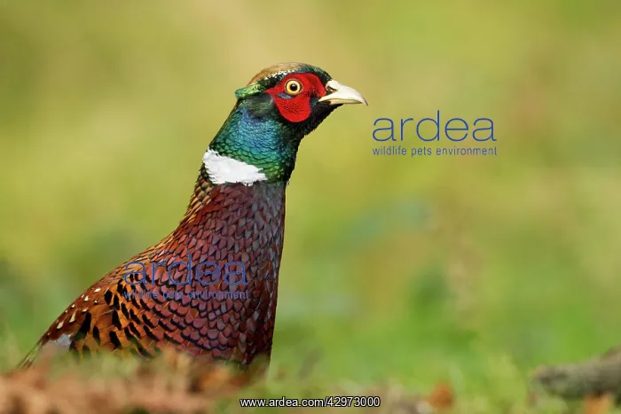: Pheasant - close up of head and shoulders of the : Pheasant - close up of head and shoulders of the