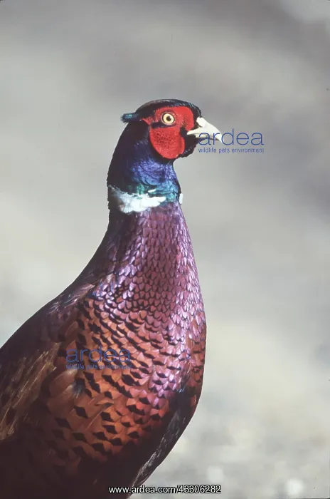  : PHEASANT - close-up of head and neck