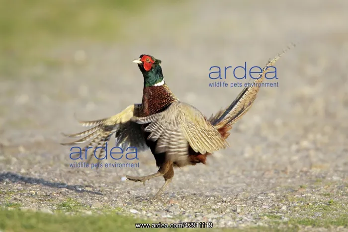 : Pheasant - cock crowing and beating wings in display : Pheasant - cock crowing and beating wings in display