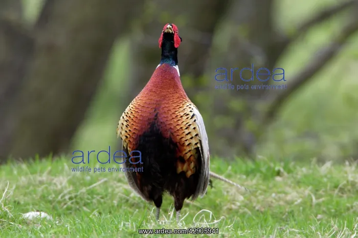 : Pheasant - Cock crowing, displaying in breeding territory : Pheasant - Cock crowing, displaying in breeding territory