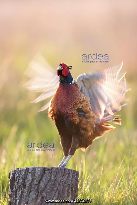 : Pheasant - Cock Displaying : Pheasant - Cock Displaying