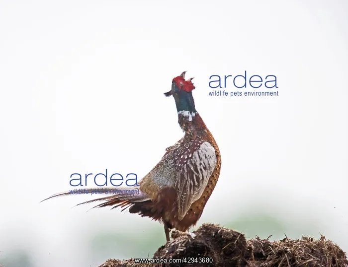 : Pheasant - cock displaying : Pheasant - cock displaying