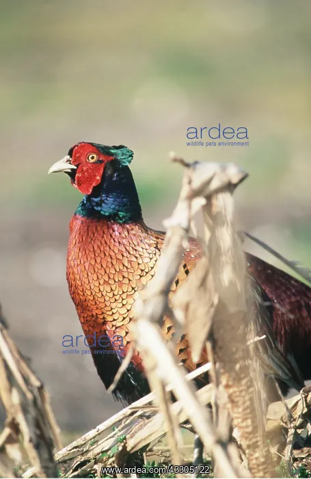  : PHEASANT - cock, side-on upright