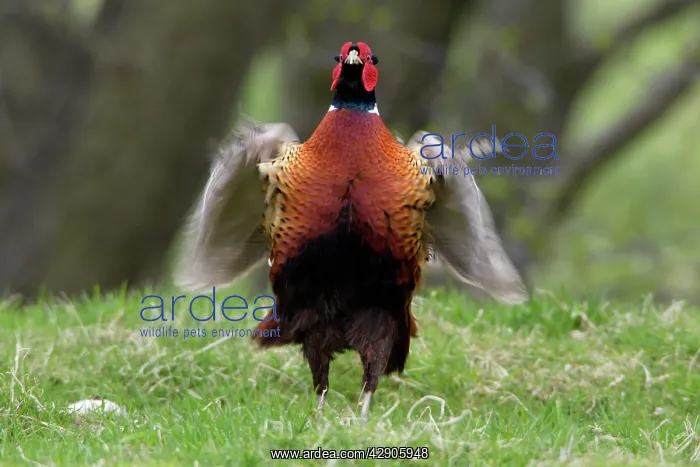  : Pheasant - Cock whirring wings after crowing