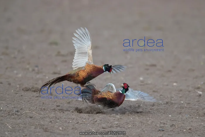 : Pheasant, Common Pheasant - two cock birds fighting : Pheasant, Common Pheasant - two cock birds fighting