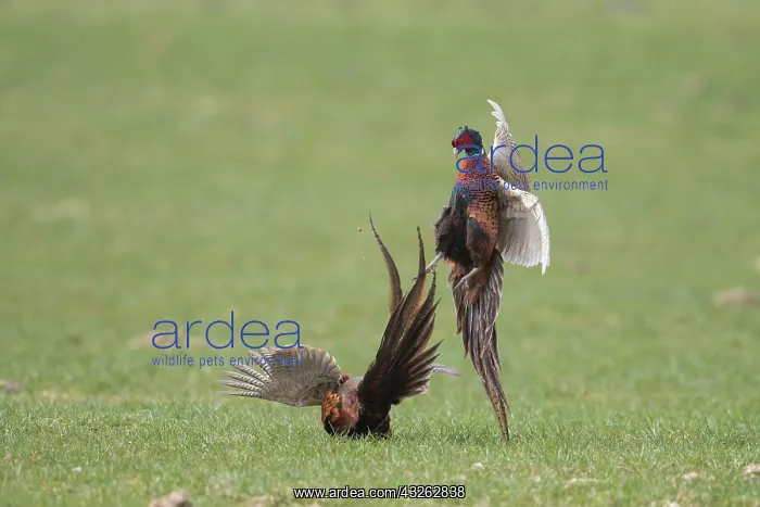 : Pheasant, Common Pheasant - two cock birds fighting : Pheasant, Common Pheasant - two cock birds fighting
