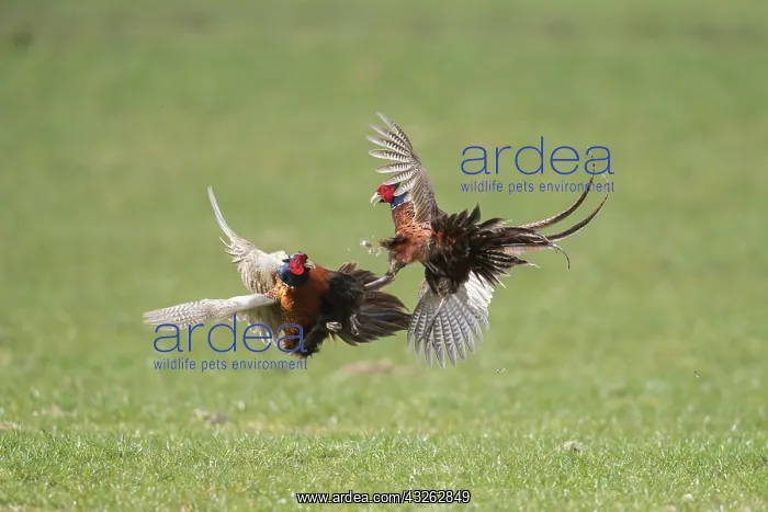 : Pheasant, Common Pheasant - two cock birds fighting : Pheasant, Common Pheasant - two cock birds fighting