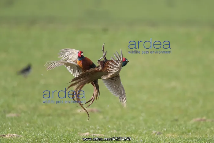 : Pheasant, Common Pheasant - two cock birds fighting : Pheasant, Common Pheasant - two cock birds fighting