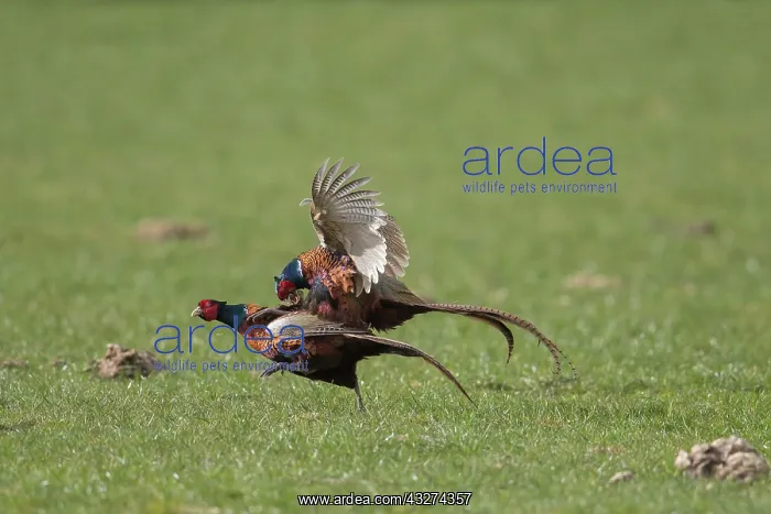 : Pheasant, Common Pheasant - two cock birds fighting : Pheasant, Common Pheasant - two cock birds fighting