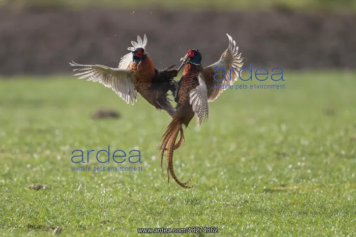 : Pheasant, Common Pheasant - two cock birds fighting : Pheasant, Common Pheasant - two cock birds fighting