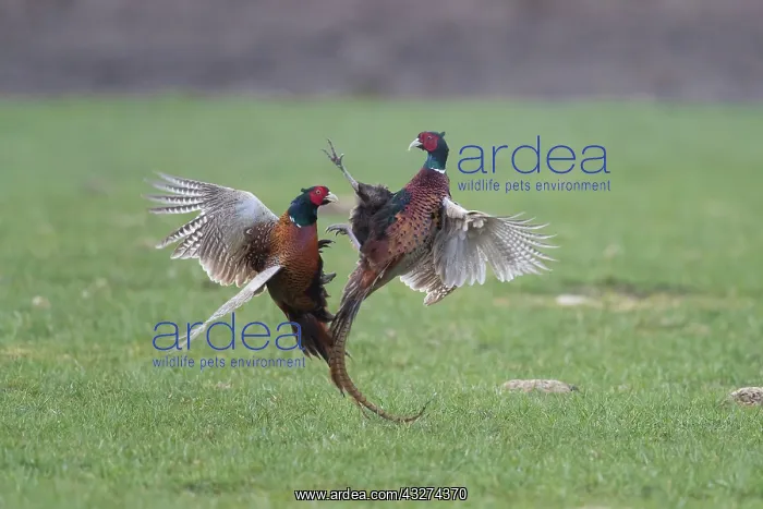 : Pheasant, Common Pheasant - two cock birds fighting : Pheasant, Common Pheasant - two cock birds fighting