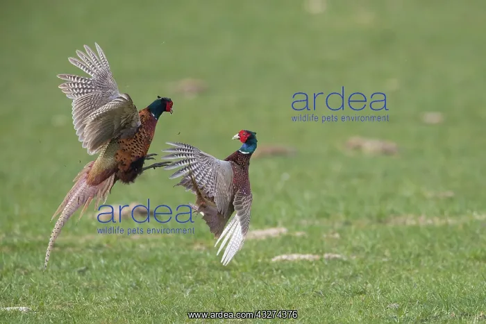 : Pheasant, Common Pheasant - two cock birds fighting : Pheasant, Common Pheasant - two cock birds fighting