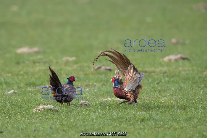 : Pheasant, Common Pheasant - two cock birds fighting : Pheasant, Common Pheasant - two cock birds fighting
