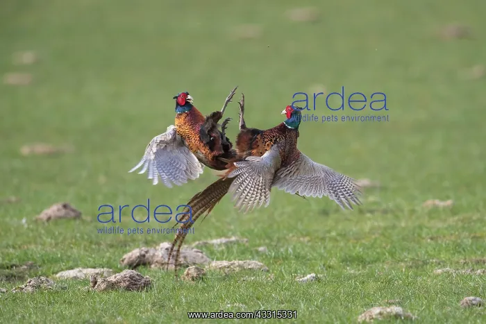 : Pheasant, Common Pheasant - two cock birds fighting : Pheasant, Common Pheasant - two cock birds fighting