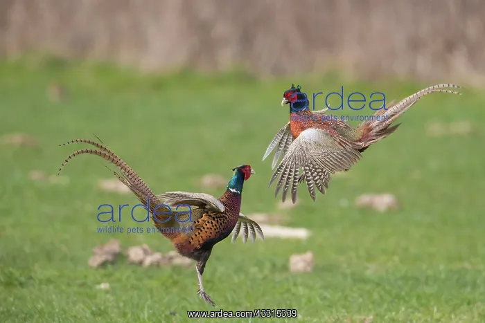 : Pheasant, Common Pheasant - two cock birds fighting : Pheasant, Common Pheasant - two cock birds fighting