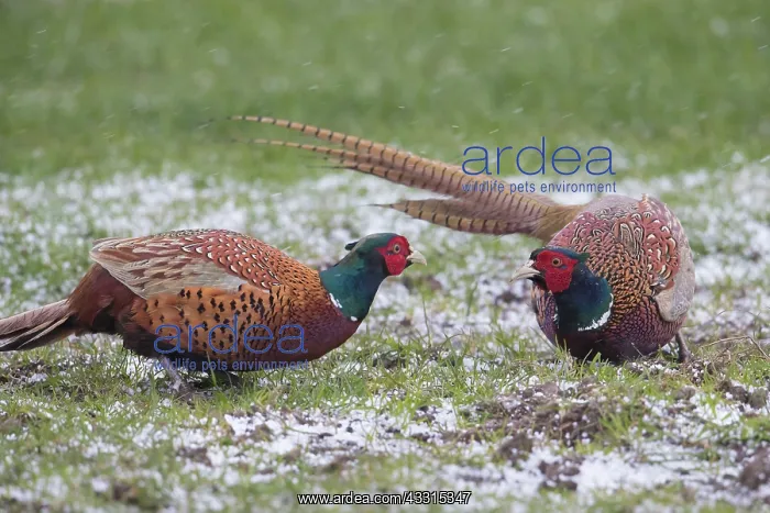 : Pheasant, Common Pheasant - two cock birds fighting : Pheasant, Common Pheasant - two cock birds fighting