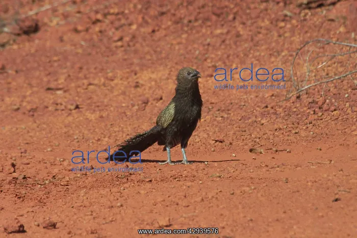  : Pheasant Coucal