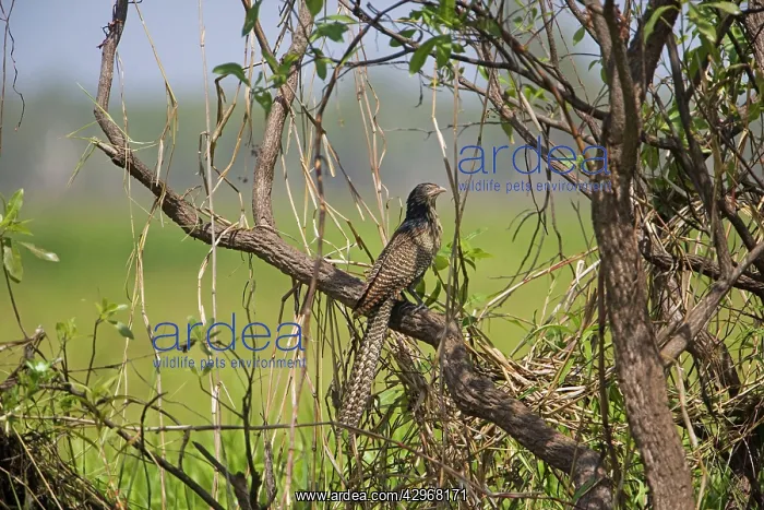 : Pheasant Coucal : Pheasant Coucal