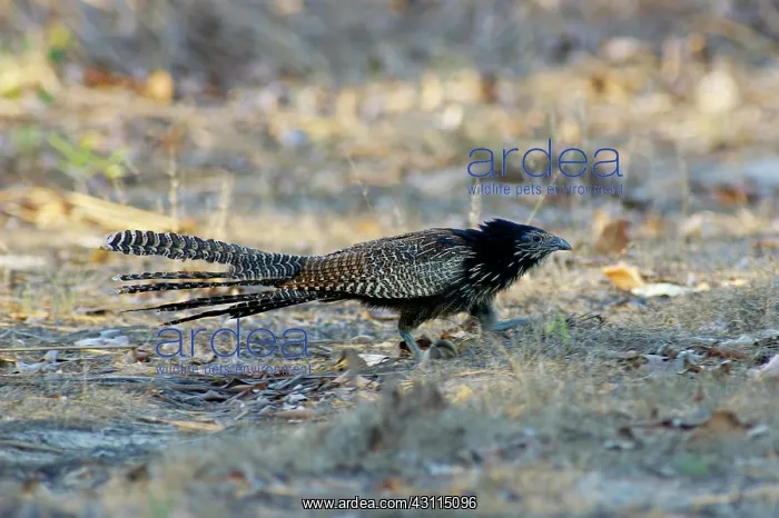 : Pheasant Coucal : Pheasant Coucal