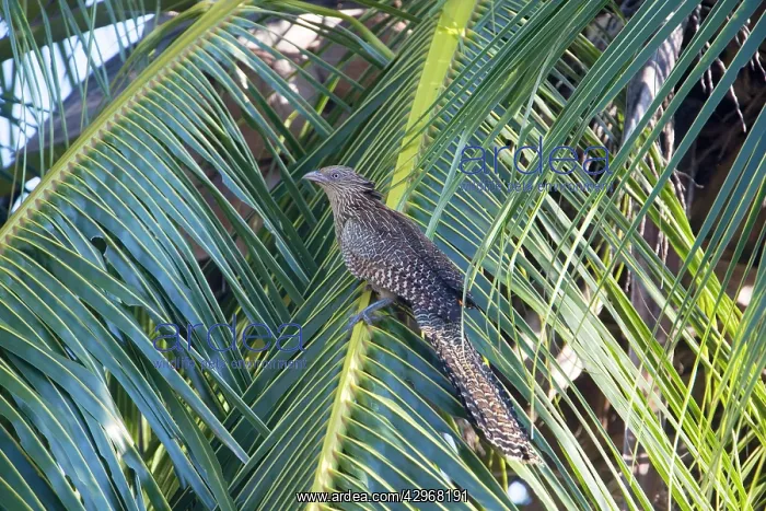 : Pheasant Coucal - on a coconut palm : Pheasant Coucal - on a coconut palm