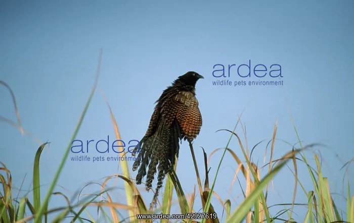 : Pheasant COUCAL - sunbathing at dawn in canefields : Pheasant COUCAL - sunbathing at dawn in canefields