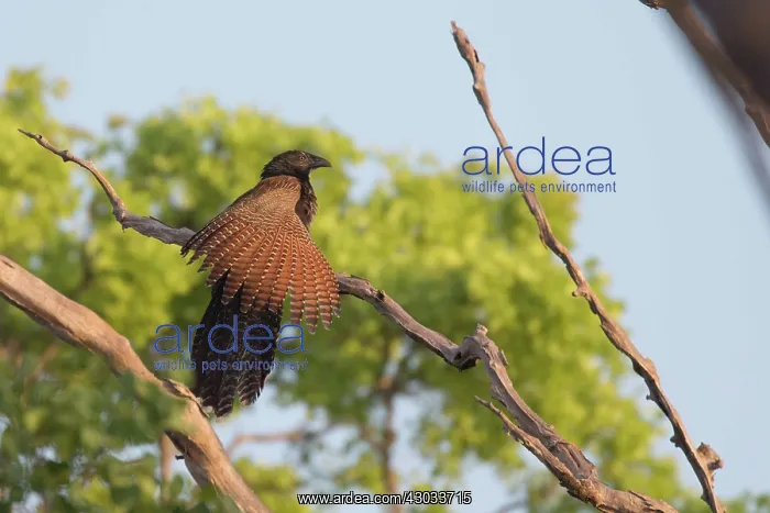 : Pheasant Coucal - Sunbathing - on a high branch : Pheasant Coucal - Sunbathing - on a high branch