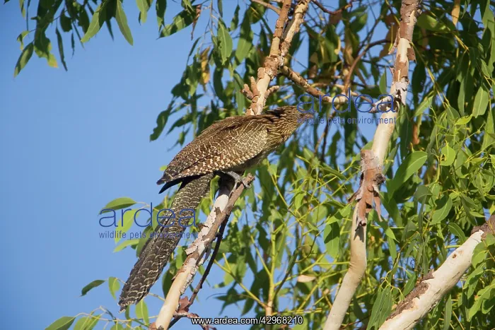 : Pheasant Coucal - in a tree : Pheasant Coucal - in a tree