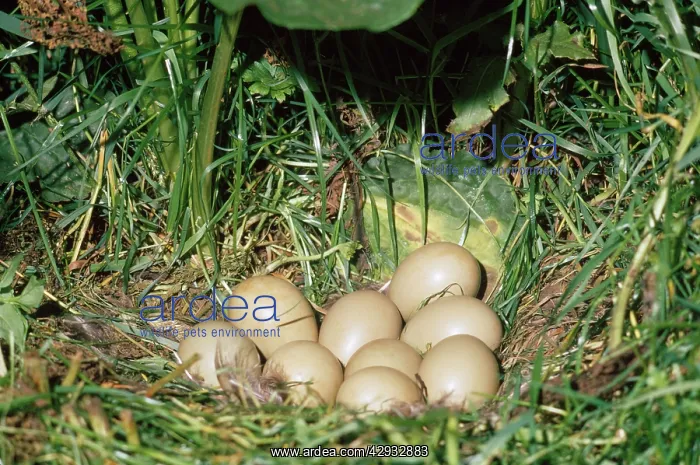  : PHEASANT - eggs