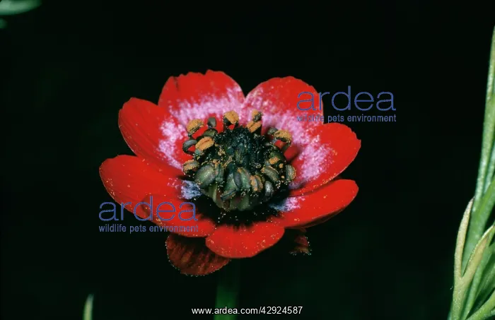 : Pheasant Eye - close-up of flower : Pheasant Eye - close-up of flower