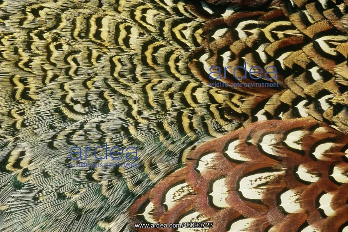 : Pheasant Feathers : Pheasant Feathers