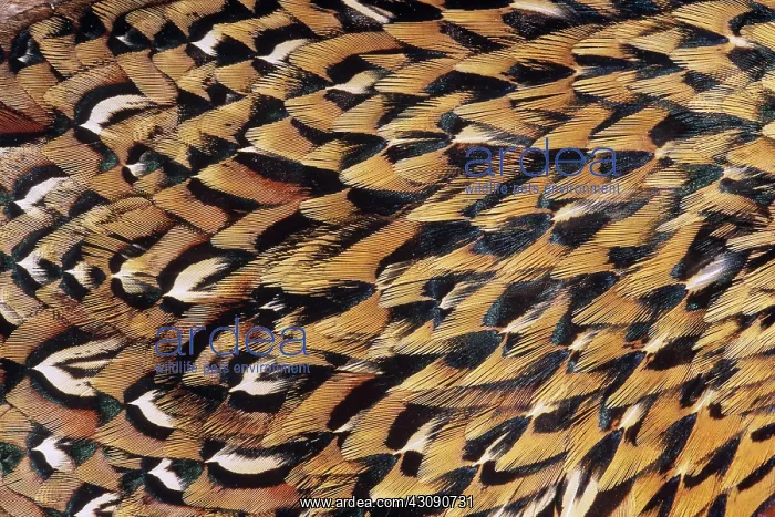 : Pheasant Feathers : Pheasant Feathers