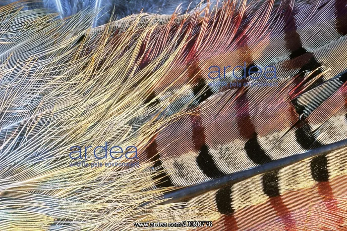 : Pheasant Feathers : Pheasant Feathers