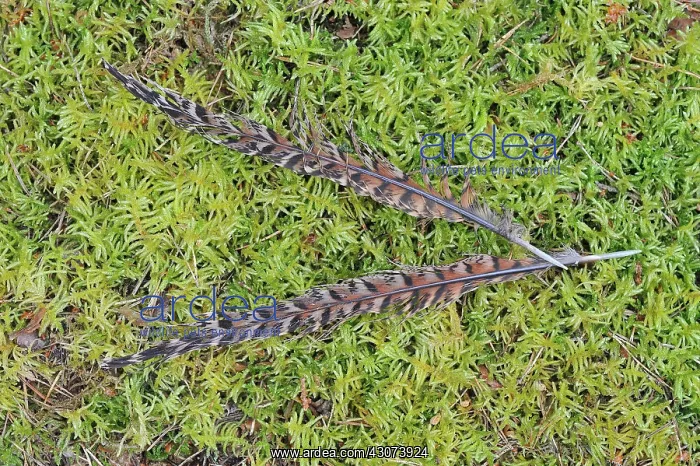 : Pheasant feathers of female on moss undergrowth : Pheasant feathers of female on moss undergrowth