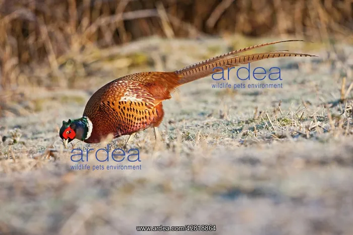 : Pheasant - feeding in frost : Pheasant - feeding in frost