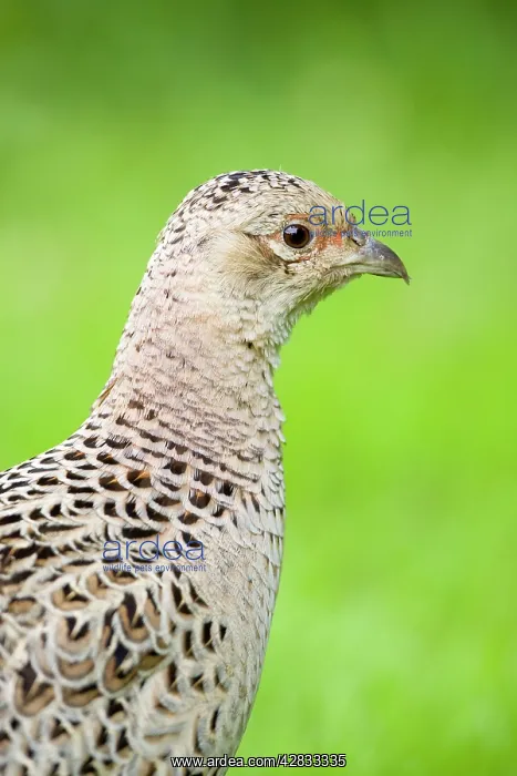: Pheasant Female : Pheasant Female