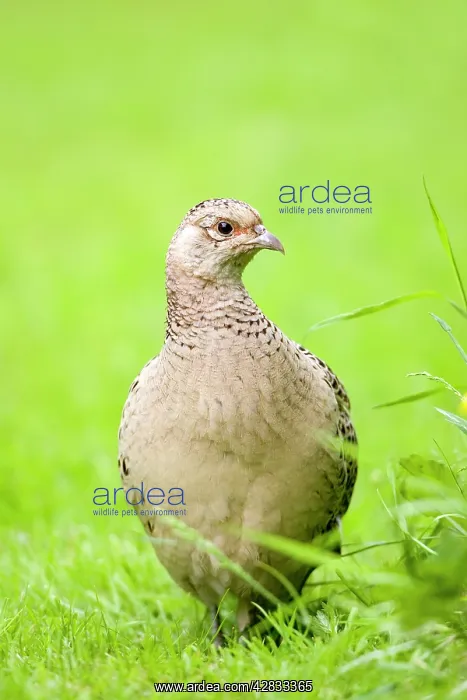 : Pheasant Female : Pheasant Female