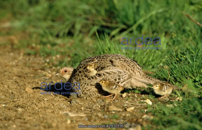 : Pheasant - female & chicks : Pheasant - female & chicks
