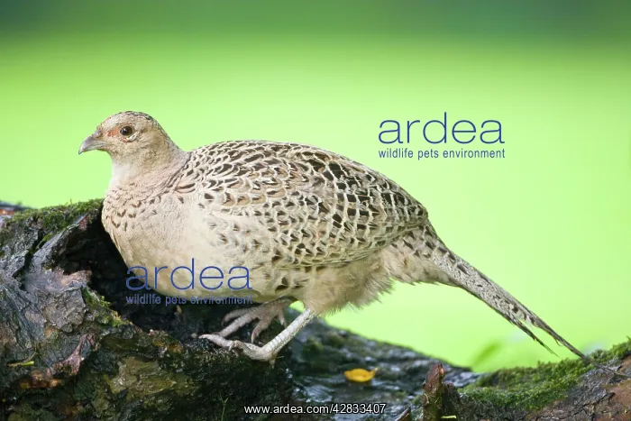 : Pheasant Female on fallen tree trunk : Pheasant Female on fallen tree trunk