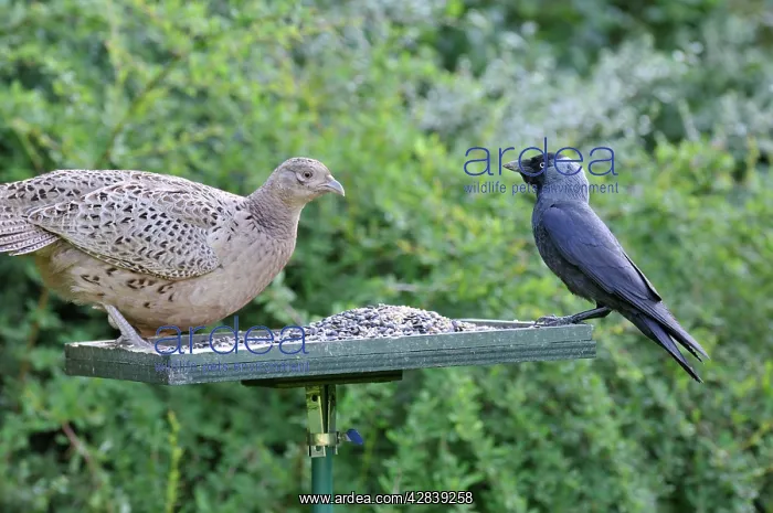 : Pheasant (female) - with Jackdaw (Corvus monedula) : Pheasant (female) - with Jackdaw (Corvus monedula)