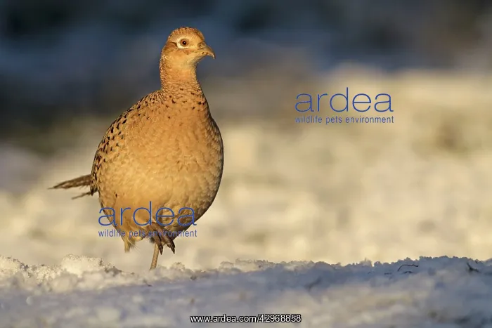 : Pheasant - female in late evening sunshine on a : Pheasant - female in late evening sunshine on a