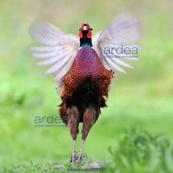 : Pheasant flapping its wings at bird park of the : Pheasant flapping its wings at bird park of the